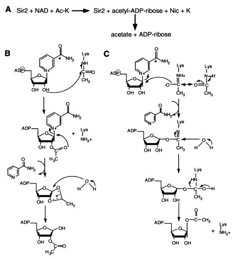 Coupling of histone deacetylation to NAD breakdown by the yeast ... 
