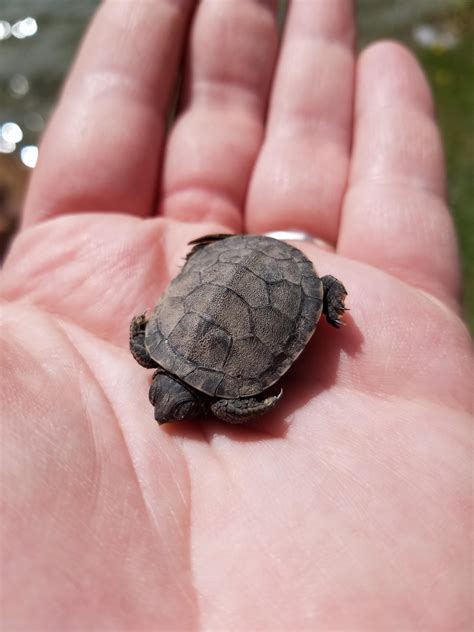 Newly hatched painted turtle I nearly stepped on walking to a fishing spot last year. : r/aww