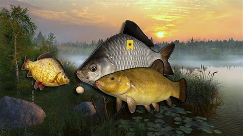 Super Active Old Burg Lake Tench Carps Spot Trophy Russian Fishing