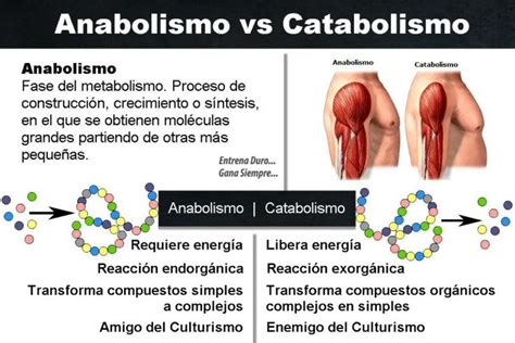 Cuadros Comparativos Entre Anabolismo Y Catabolismo Cuadro