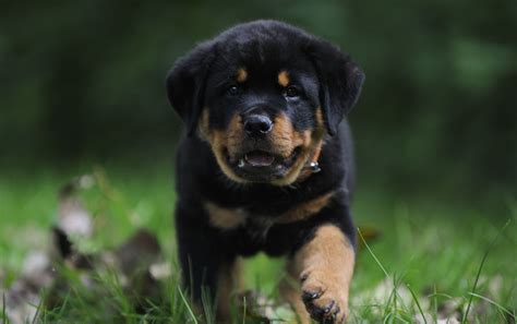 Rottweiler Puppies Wallpapers - Wallpaper Cave