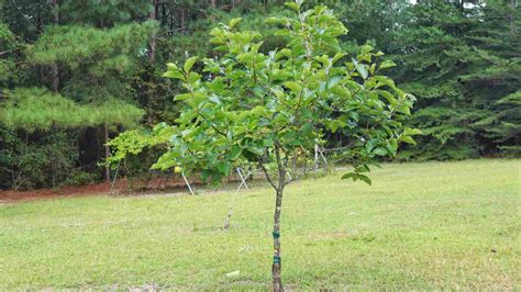 Persimmon Tree - Full Guide to Growing, Caring For & Harvesting