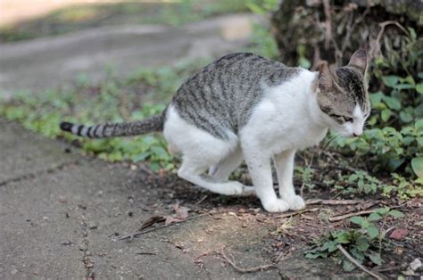 Importance Of Cat Poop Color Chart – Understanding Felines