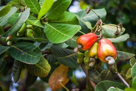 How To Grow Cashew Trees In Your Backyard Golden Spike Company