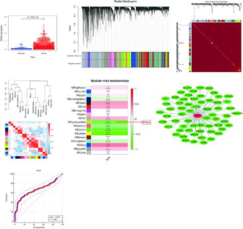 Pdf The Role Of Pax In Breast Cancer A Study Based On