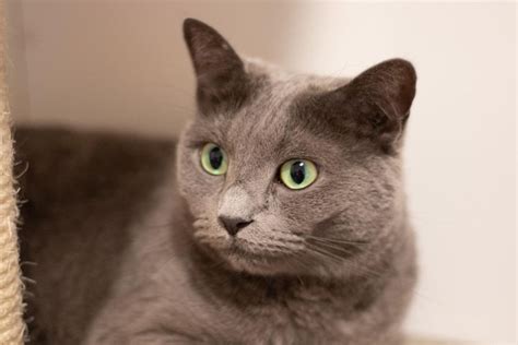 5 Fakta Menarik Kucing Russian Blue Berbulu Abu Abu Dan Mata Hijau