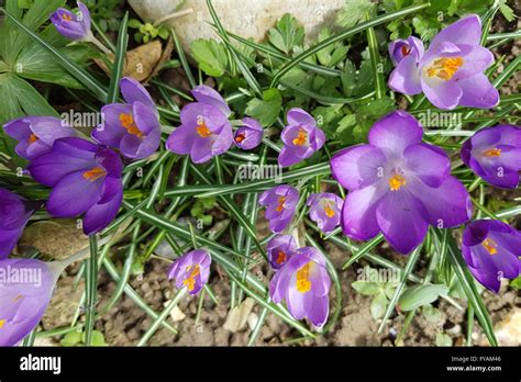 Botanischer Krokus Crocus Sativus Stock Photo Alamy