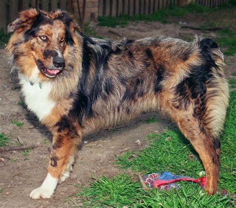 meet  dog magnum  fearless blue merle