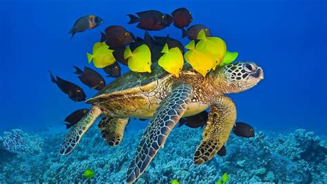 Green Sea Turtle Being Cleaned By Reef Fish Off The Kona Coast Big