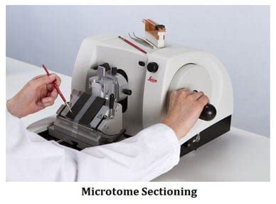 Freehand And Microtome Sectioning EasyBiologyClass