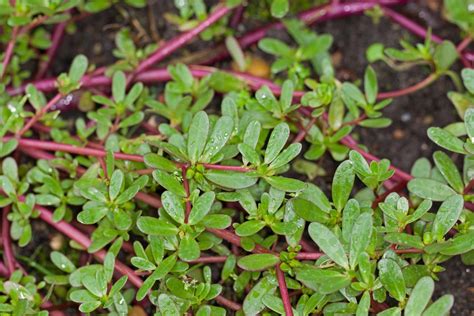 piskavica drevna biljka koja jaca zdravlje  podstice libido
