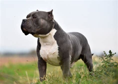 Información sobre el American Bully Salud origen y cuidados Smylepets