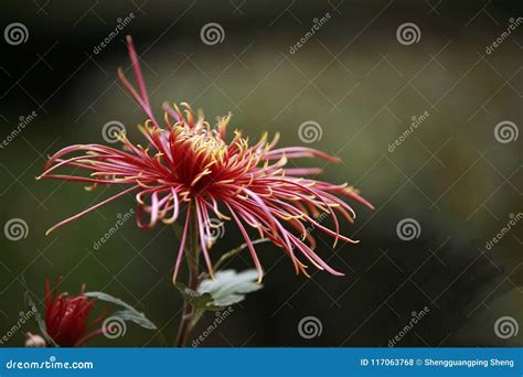 Chrysanthemum Stock Photo Image Of Plant Compositae 117063768