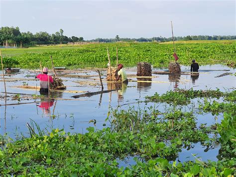 pabna pidiza pabna pedia pabna pidiza pabna pedia
