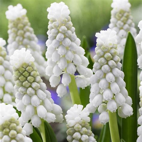 Muscari Szafirek Siberian Tiger Szt Szafirki Cebulki Benex Sklep