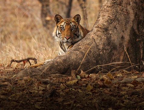 Bandhavgarh National Park Bandhavgarh Travelers Guide 2024