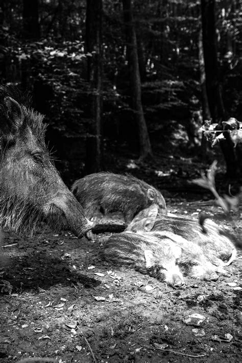 Wild Wildschwein Schwein Kostenloses Foto Auf Pixabay