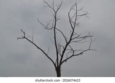 Naked Branches Tree Grey Sky Clouds Stock Photo Shutterstock