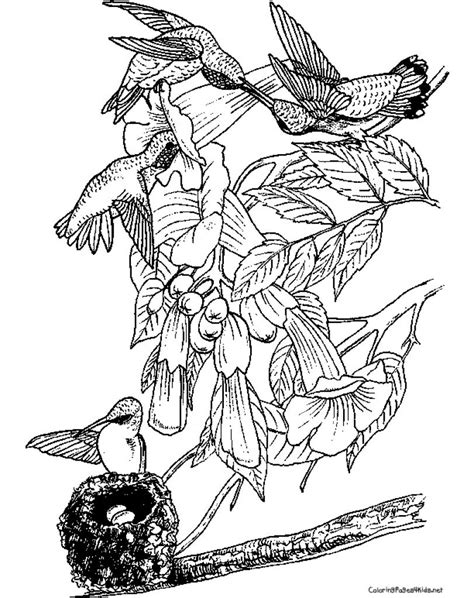 Realistic Hummingbird Coloring Pages Coloring Pages