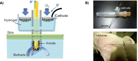 15 A Schematic Structure Of A Biofuel Cell Designed To Utilize Download Scientific Diagram