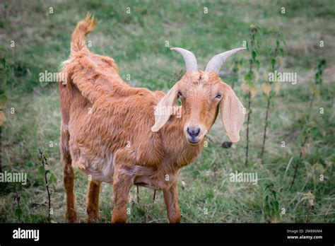 Goat With Floppy Ears Hi Res Stock Photography And Images Alamy