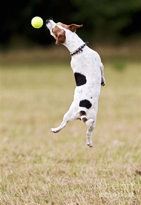 Jack Russell Jumping For Ball Photograph By Brian Bevan Fine Art America