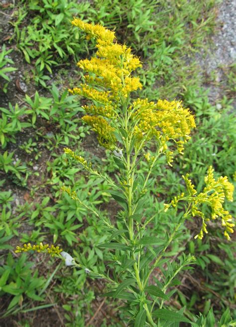 Canada goldenrod solidago canadensis – Artofit