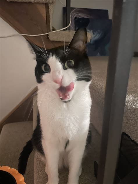 PushingUpRoses 🦇 on Twitter: "Me: my cat is so beautiful and graceful