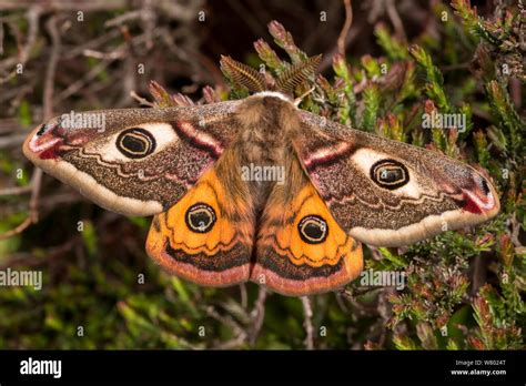 Emperor Moth Saturnia Pavonia Male Resting On Heather Peak District