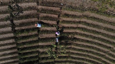 Por La Venta Libre Y El Incremento De Cultivos A La Baja El Precio