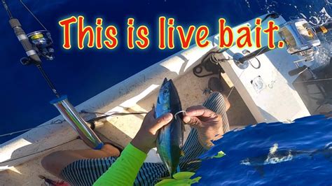 Big Live Bait Fishing See What Happening Youtube