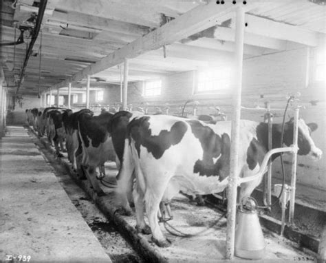 Milking Holsteins | Photograph | Wisconsin Historical Society