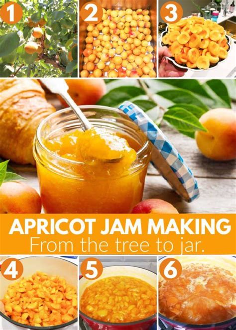 easy apricot jam recipe recipe easy apricot jam recipe apricot jam