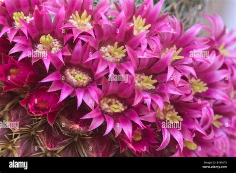 Mammillaria Hi Res Stock Photography And Images Alamy