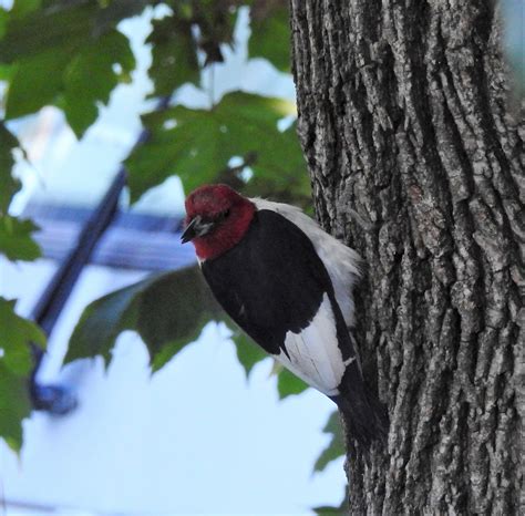 Barb and Butch's Big Adventure: Redheaded woodpecker