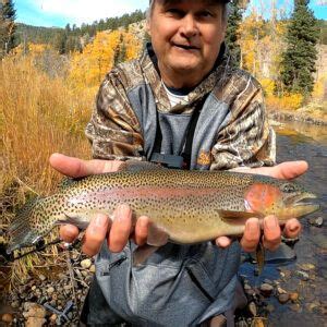 Rainbow Trout South Fork Rio Grand River Mike And Rick Outdoors