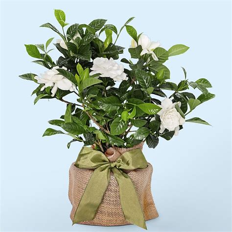 Indoor Gardenia Tree