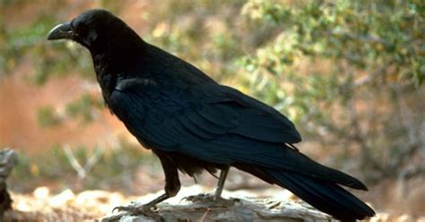 how to cook crow