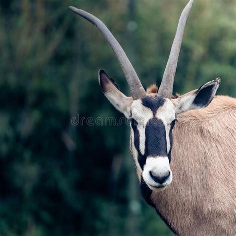 An African Gemsbok Gazelle - Oryx Gazelle Stock Image - Image of buck