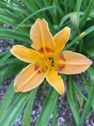 Mikado Daylily Hemerocallis New Hope Daylilies