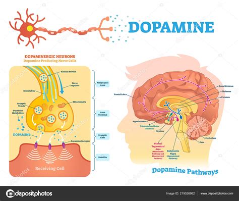 Dopamine Vectorillustratie Gelabelde Diagram Met Haar Actie En