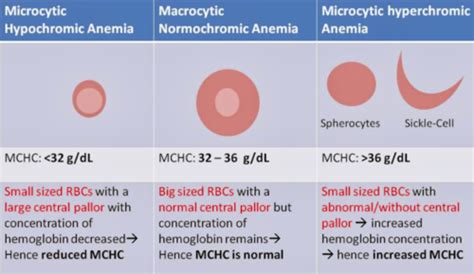 Anemia Flashcards Quizlet