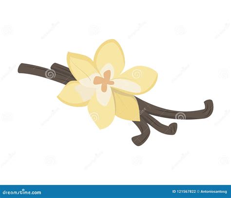 Vector Vanilla Illustration Isolated in Cartoon Style. Herbs and ...