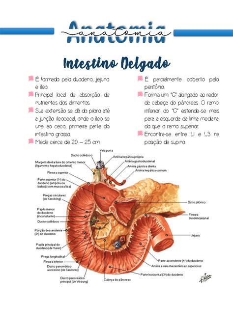 Como É Dividido O Intestino Delgado - Anatomia - Intestino delgado - É formado pelo duodeno, jejuno e íleo ...
