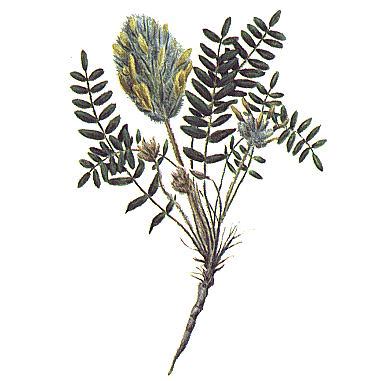 Астрагал пушистоцветковый :: Описание, лечебные свойства и ...