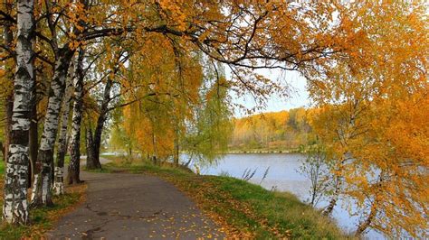 Березовая+аллея.+-+Москва.+Россия. | Landscape, Landscape photography ...