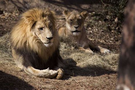 African Lion - Zoo Atlanta