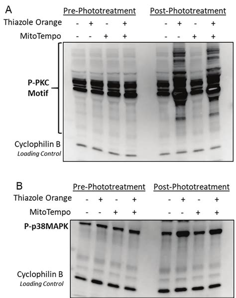 -TO significantly decreases aggregation (A) Platelets were evaluated in ...