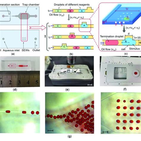 (a) Chip design: schematic top view of the microfluidic chip showing ...