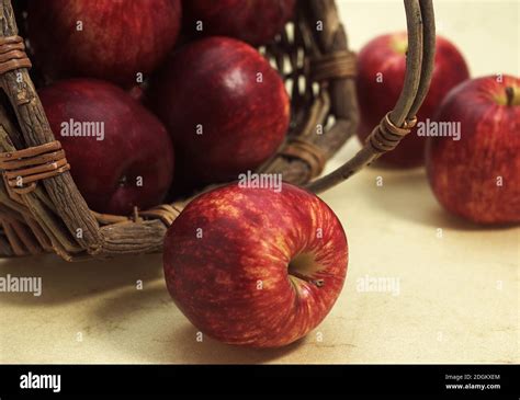 Royal Gala Apple Malus Domestica Stock Photo Alamy